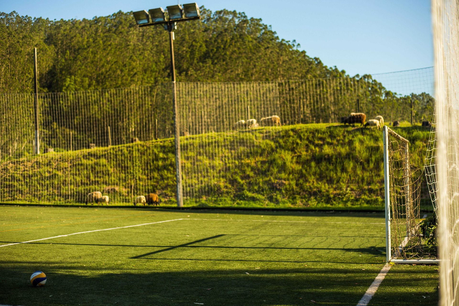 Campo de futebol com bola, gol e refletores. Ovelhas pastam em uma colina gramada ao fundo.