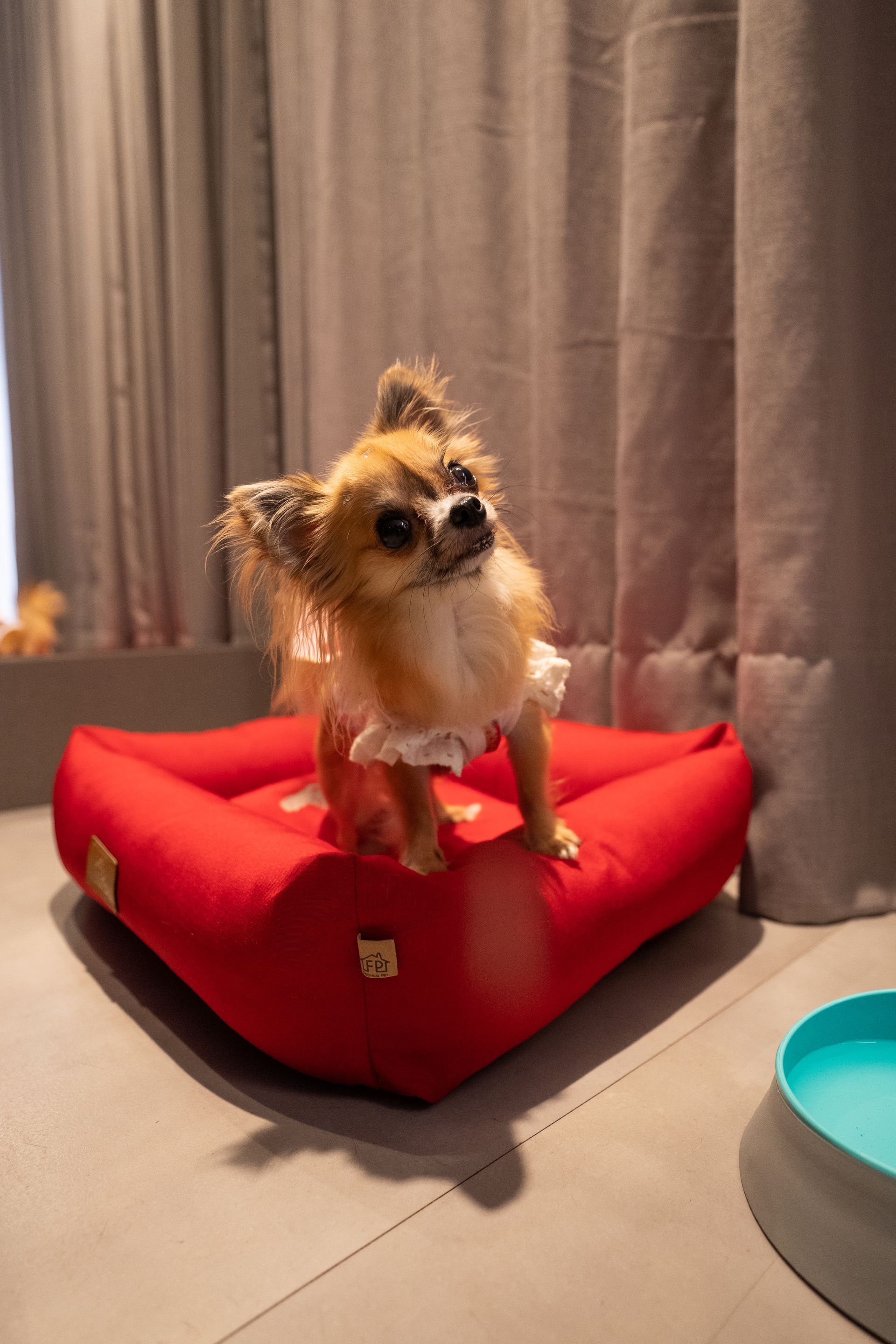 Um cachorrinho está em cima de uma cama vermelha.