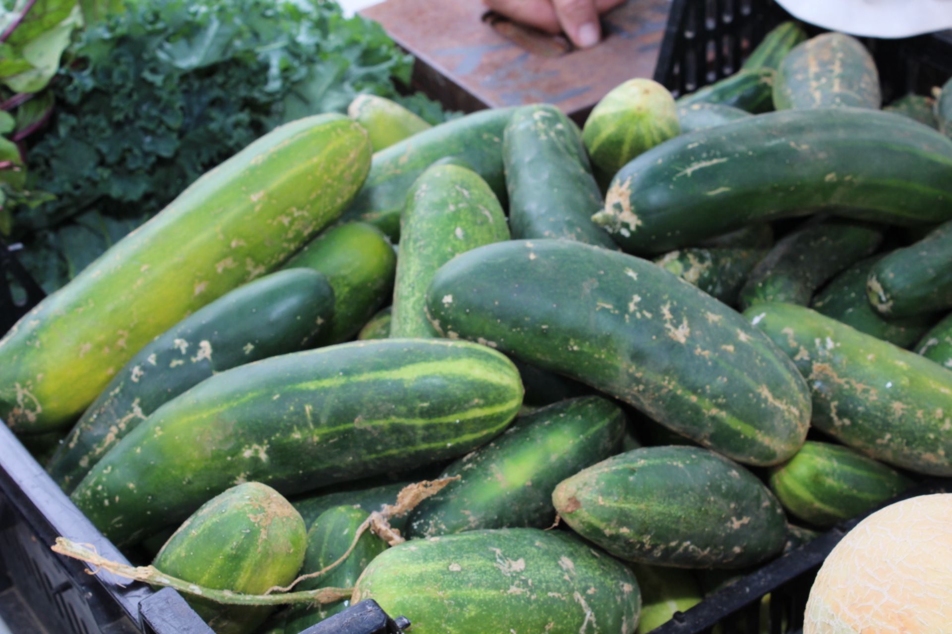 Farmers Market Warrington PA