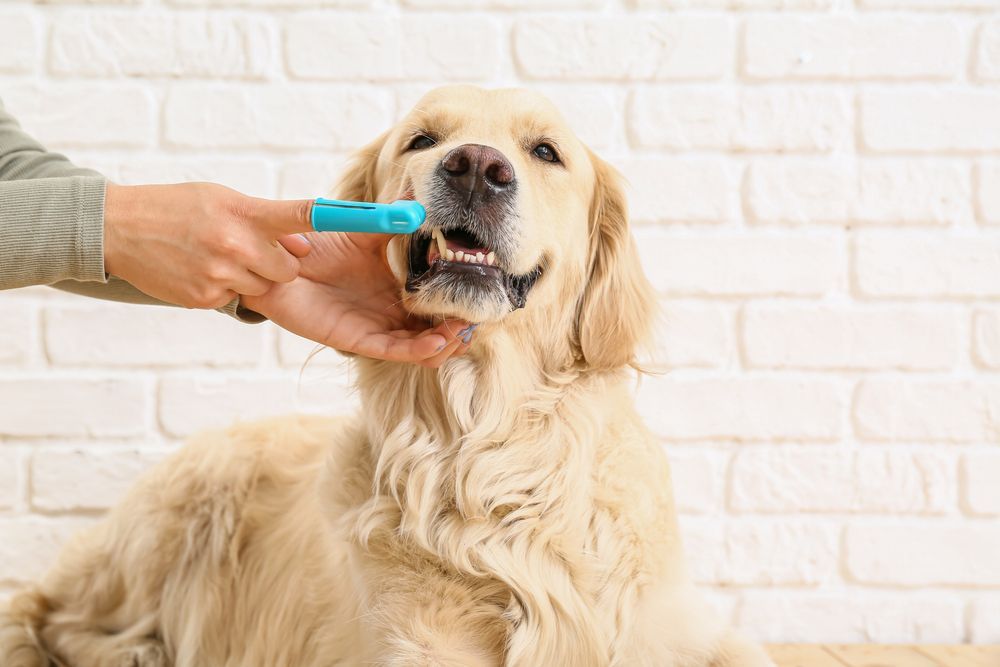 Dog dental health