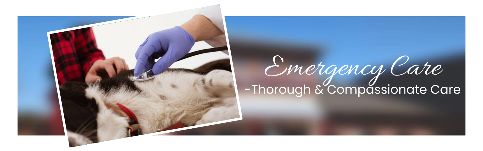 emergency vet clinic in allen tx