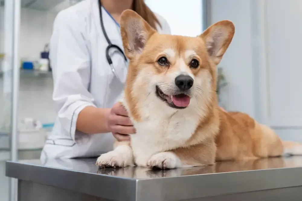 Allen Veterinarian