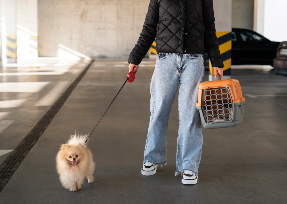 dog boarding