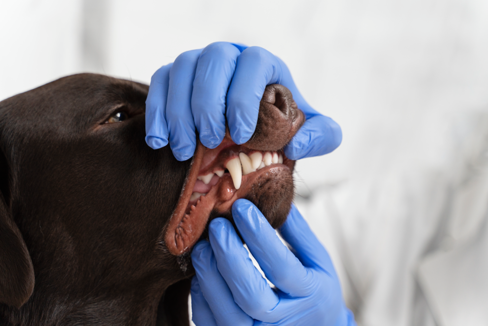 dog dental cleaning