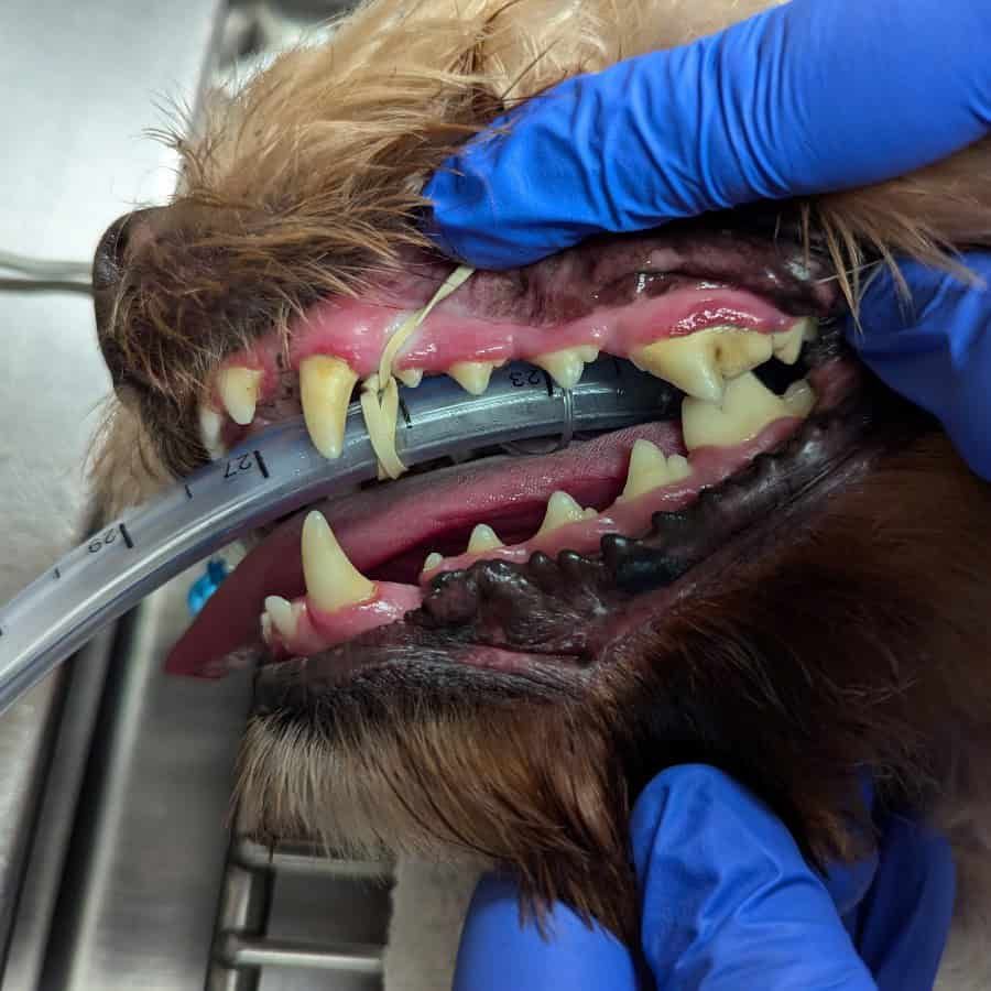 small dog needs a dental cleaning