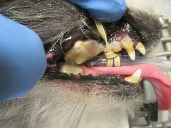 a dog getting a dental cleaning