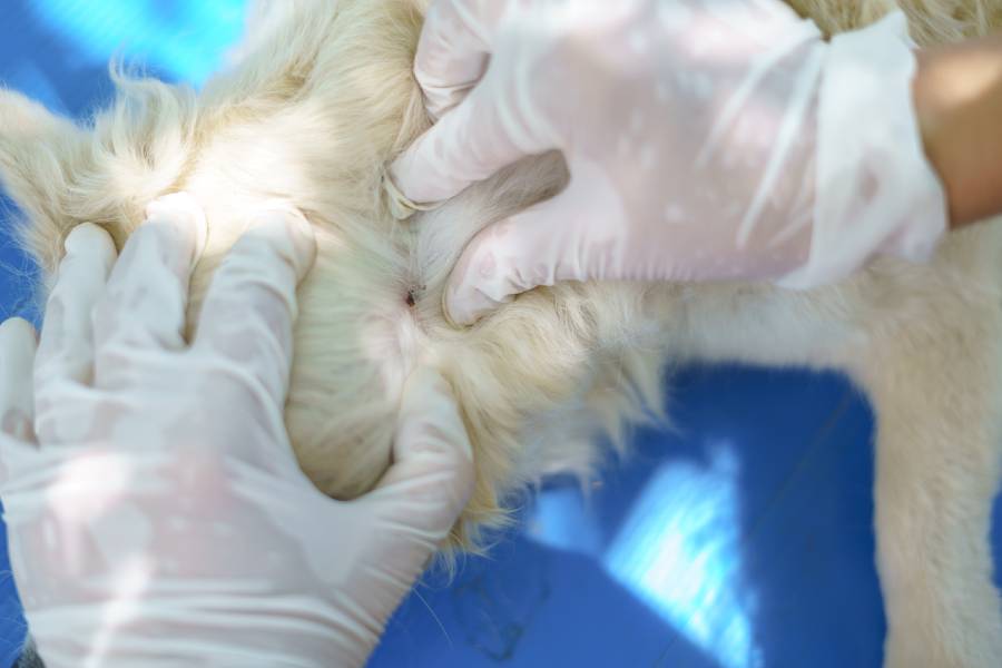 puppy with fake fleas