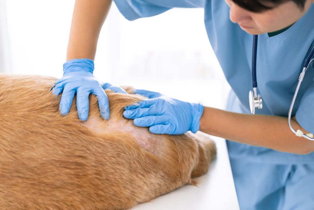 pet dermatology in Allen, TX