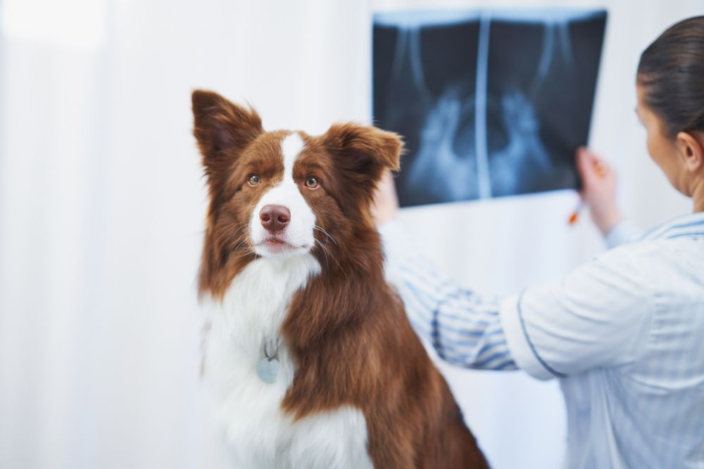 pet diagnostic imaging in Allen, TX