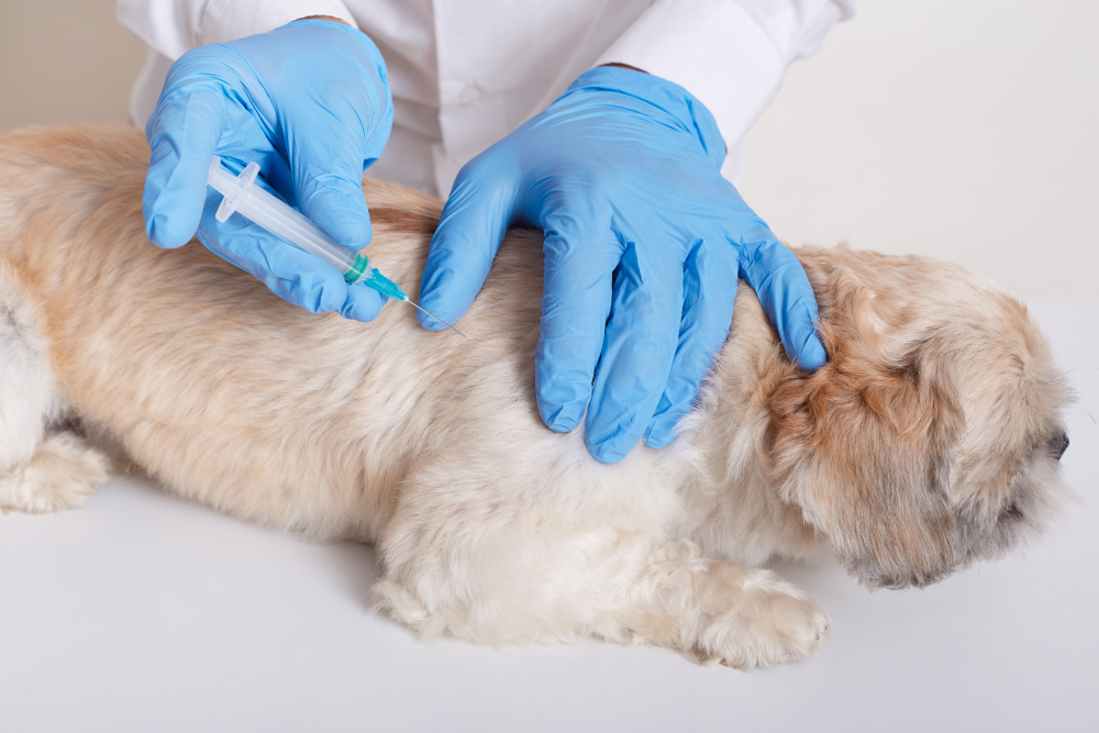 pet vaccinations