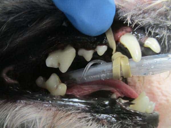 dog now has bright white teeth after dental cleaning