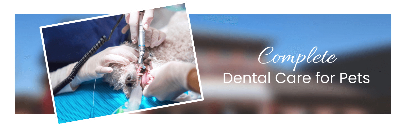 dog getting his teeth cleaned in allen tx