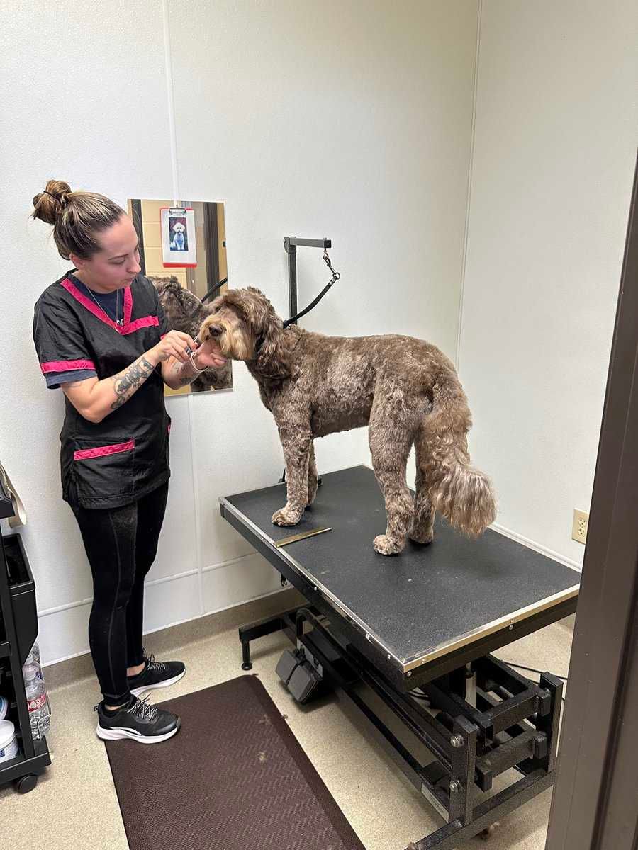 dog nail trim