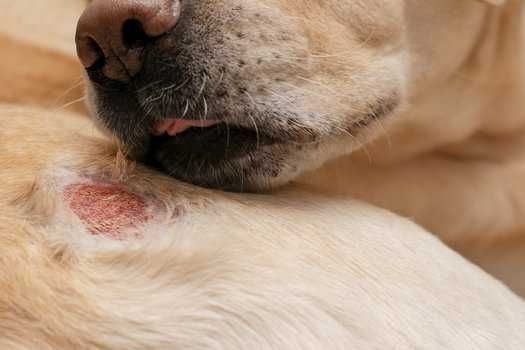 dog licking skin allergy wound