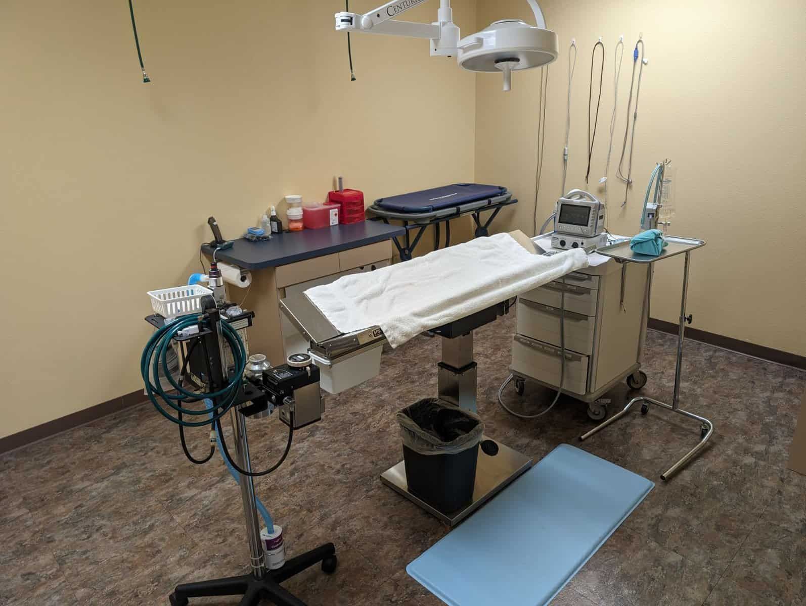 small dog recovering after mass removal surgery