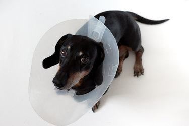small dog wearing head cone after spay surgery