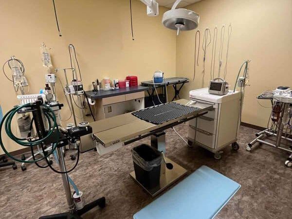 shows room where dog and cat surgeries are performed