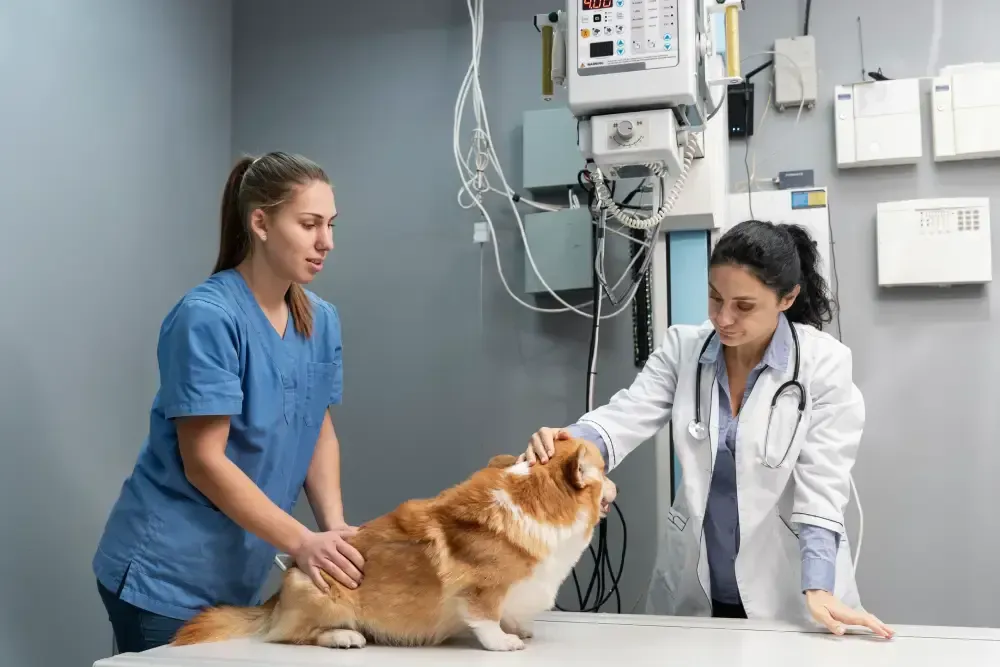 veterinarian