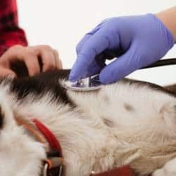 black and white dog with vet's stethoscope on chest