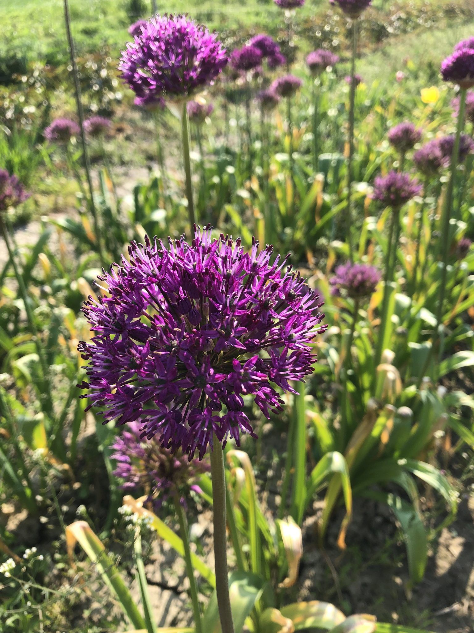 Et nærbillede af en lilla blomst i en mark