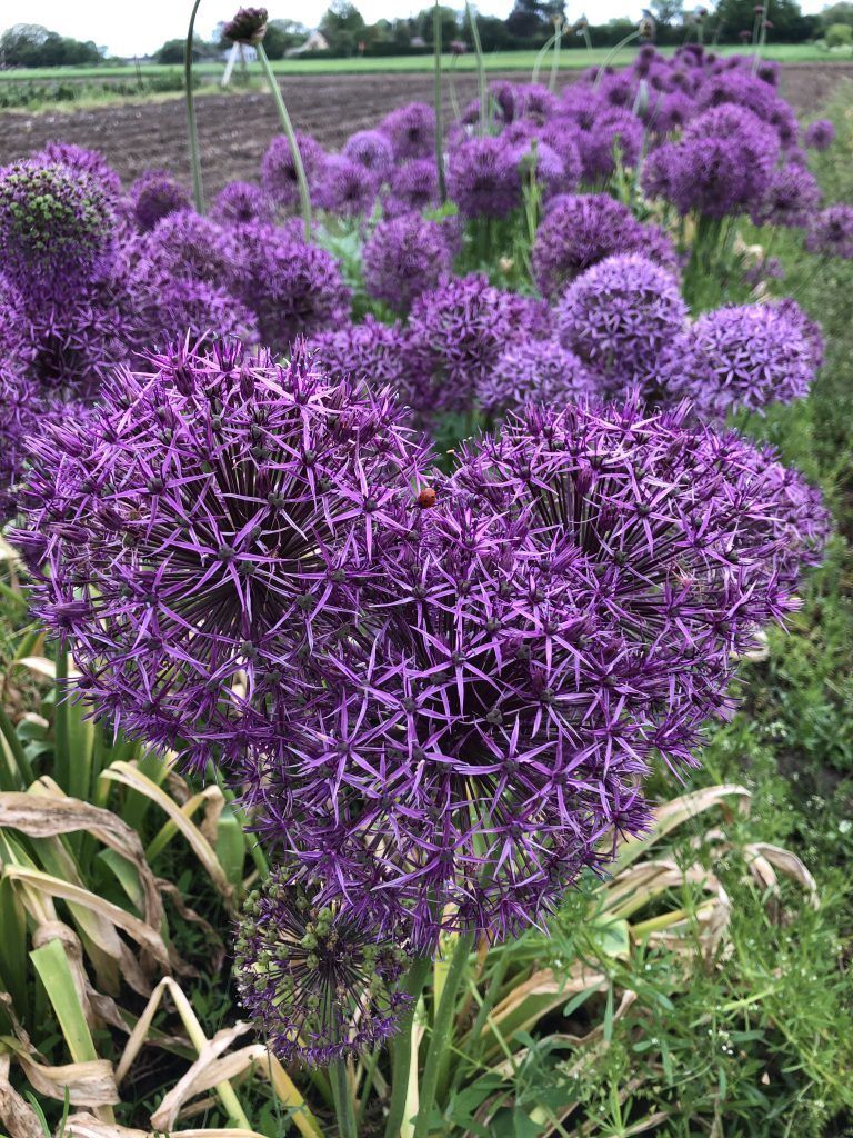 En flok lilla blomster vokser på en mark.