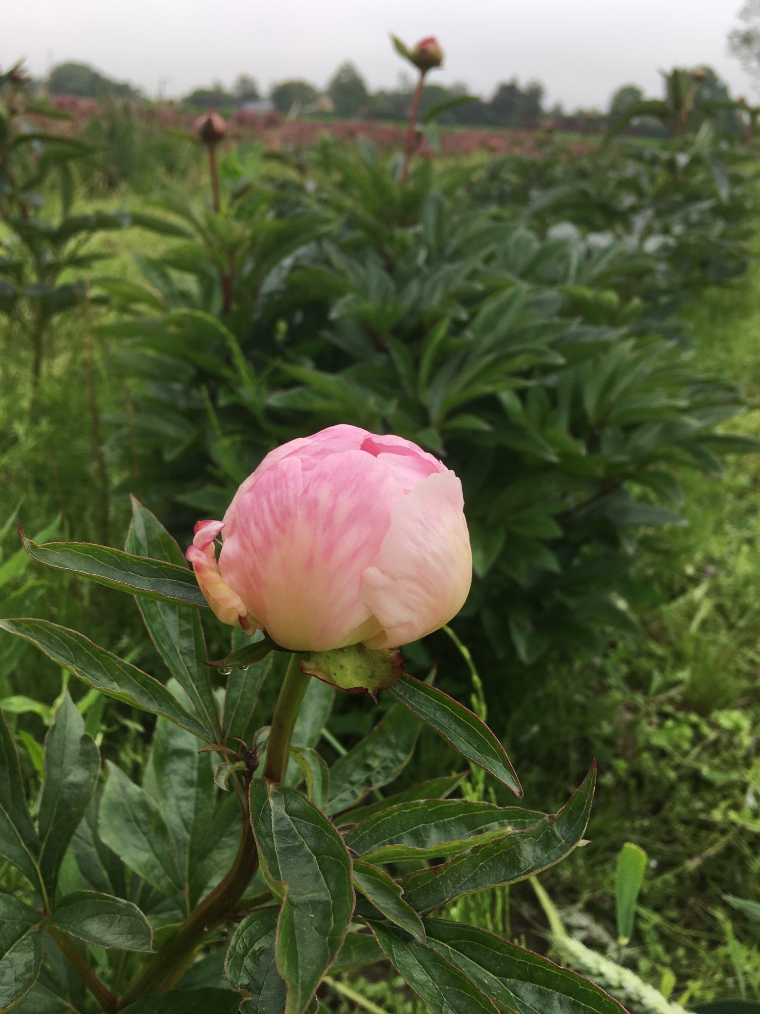 Et nærbillede af en lyserød blomsterknop i en mark.
