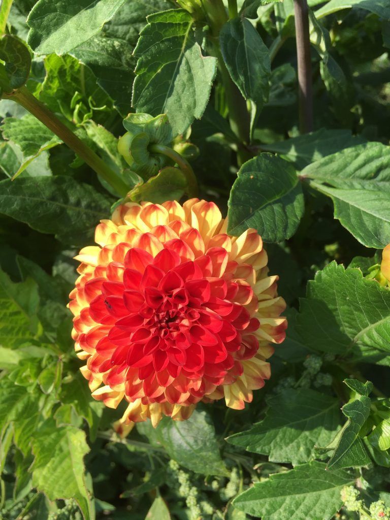 Et nærbillede af en lyserød blomsterknop i en mark.
