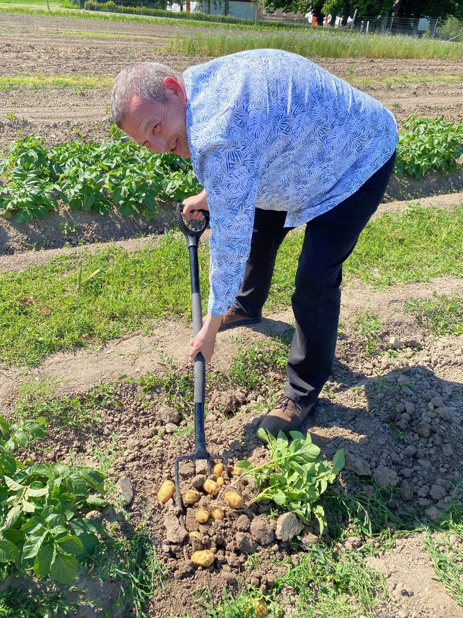 En mand graver kartofler på en mark med en gaffel.