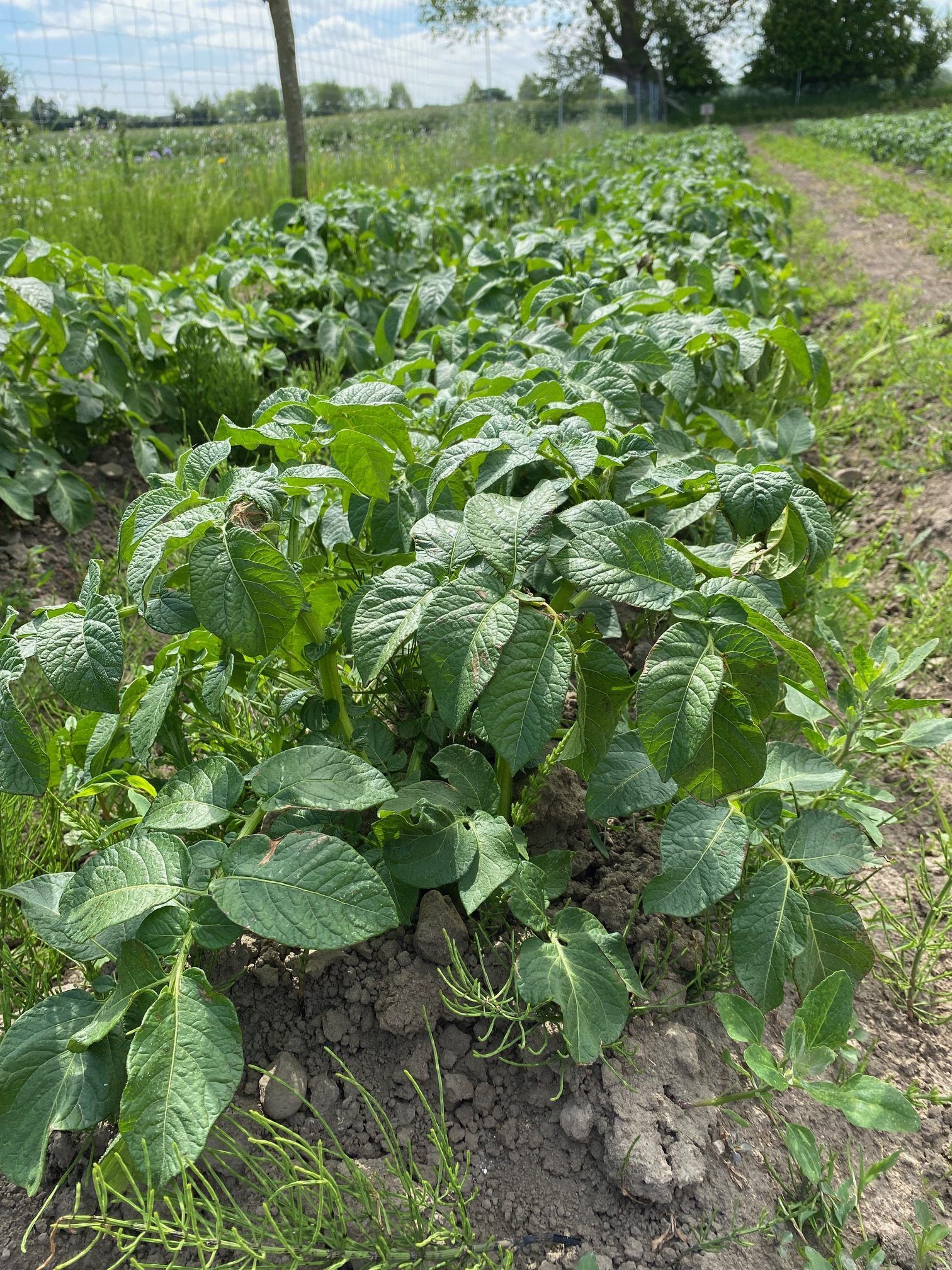 En flok kartoffelplanter vokser på en mark.