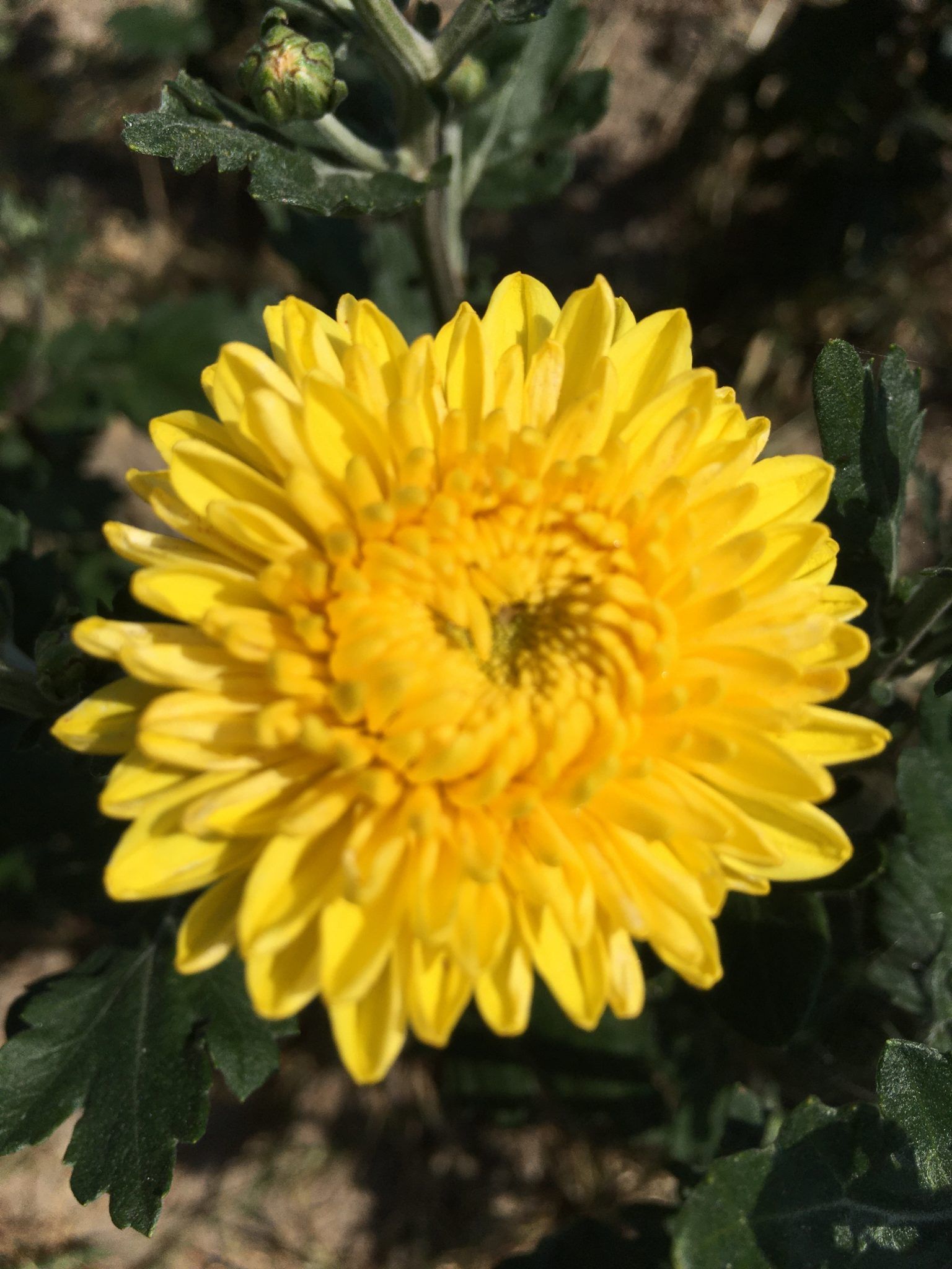 Et nærbillede af en gul blomst med grønne blade