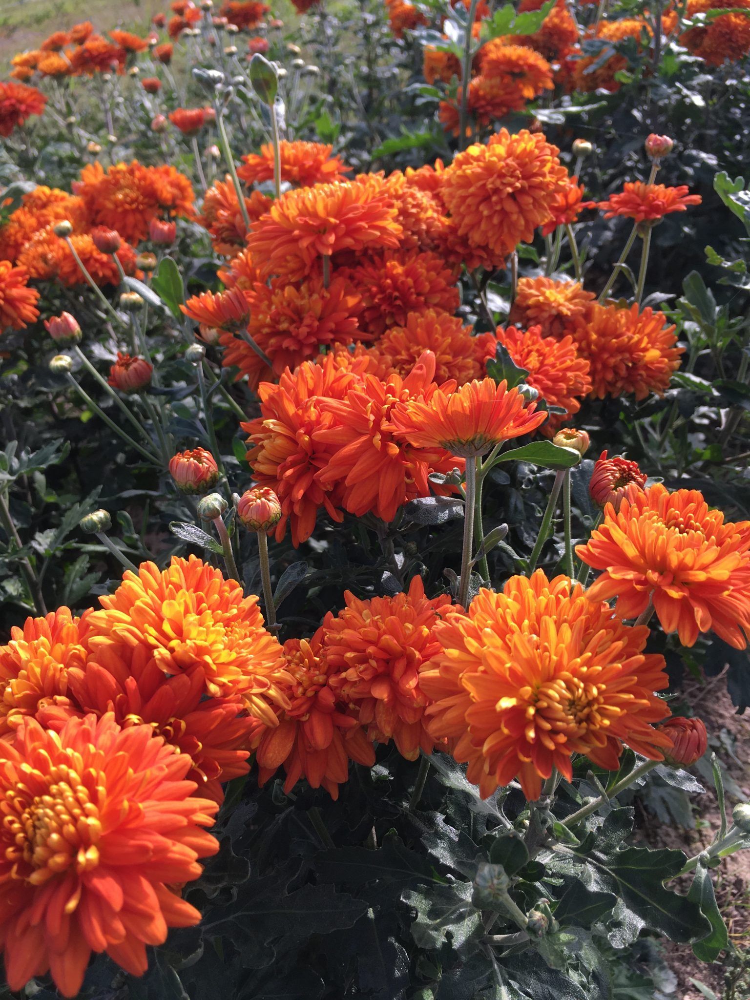 En flok orange blomster vokser i en have