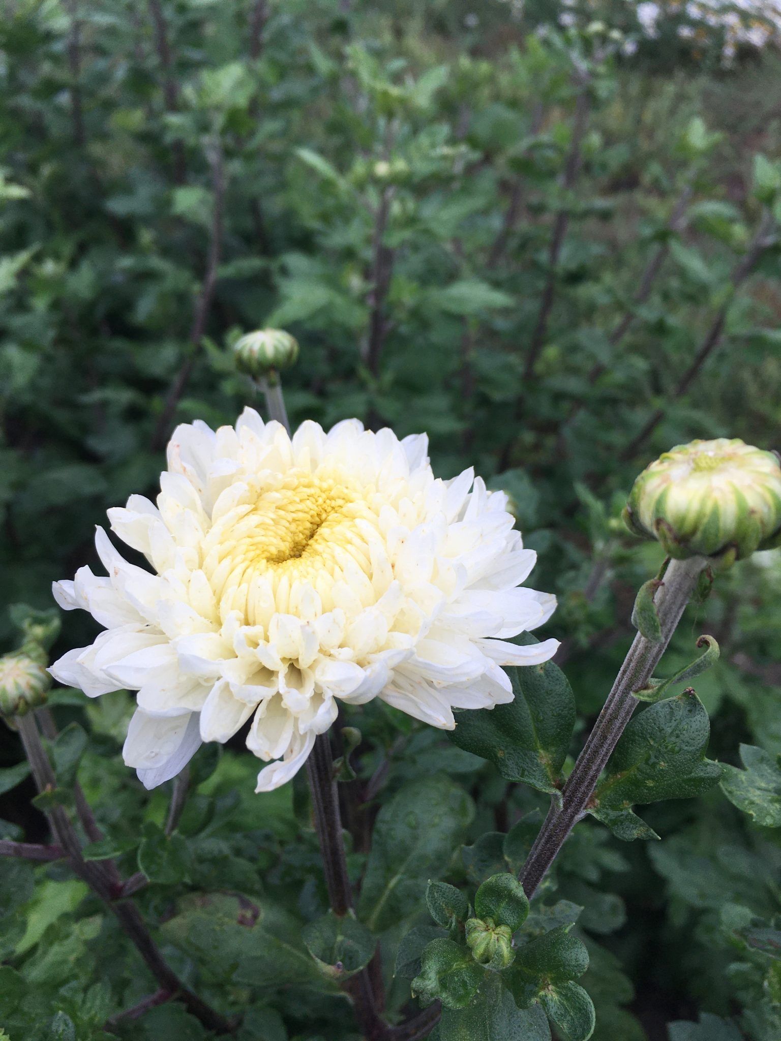 En hvid blomst med en gul midte er omgivet af grønne blade.