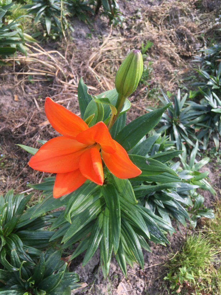 Et nærbillede af en orange blomst med grønne blade i en have