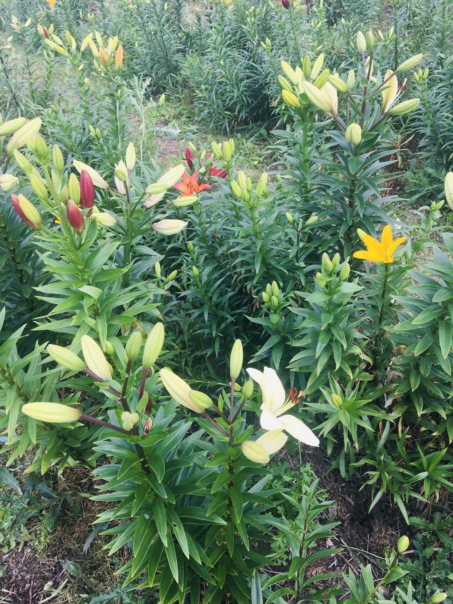 En flok blomster vokser i en have