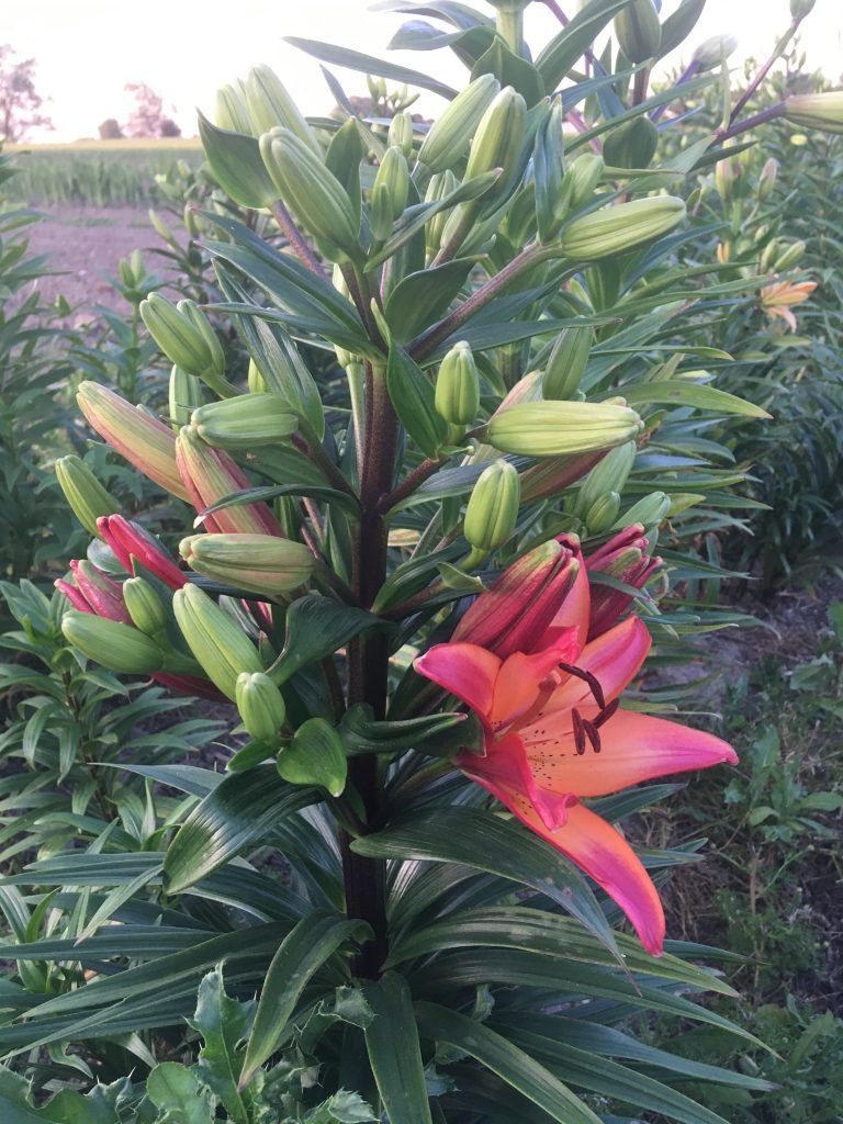 En flok blomster vokser på en plante på en mark.