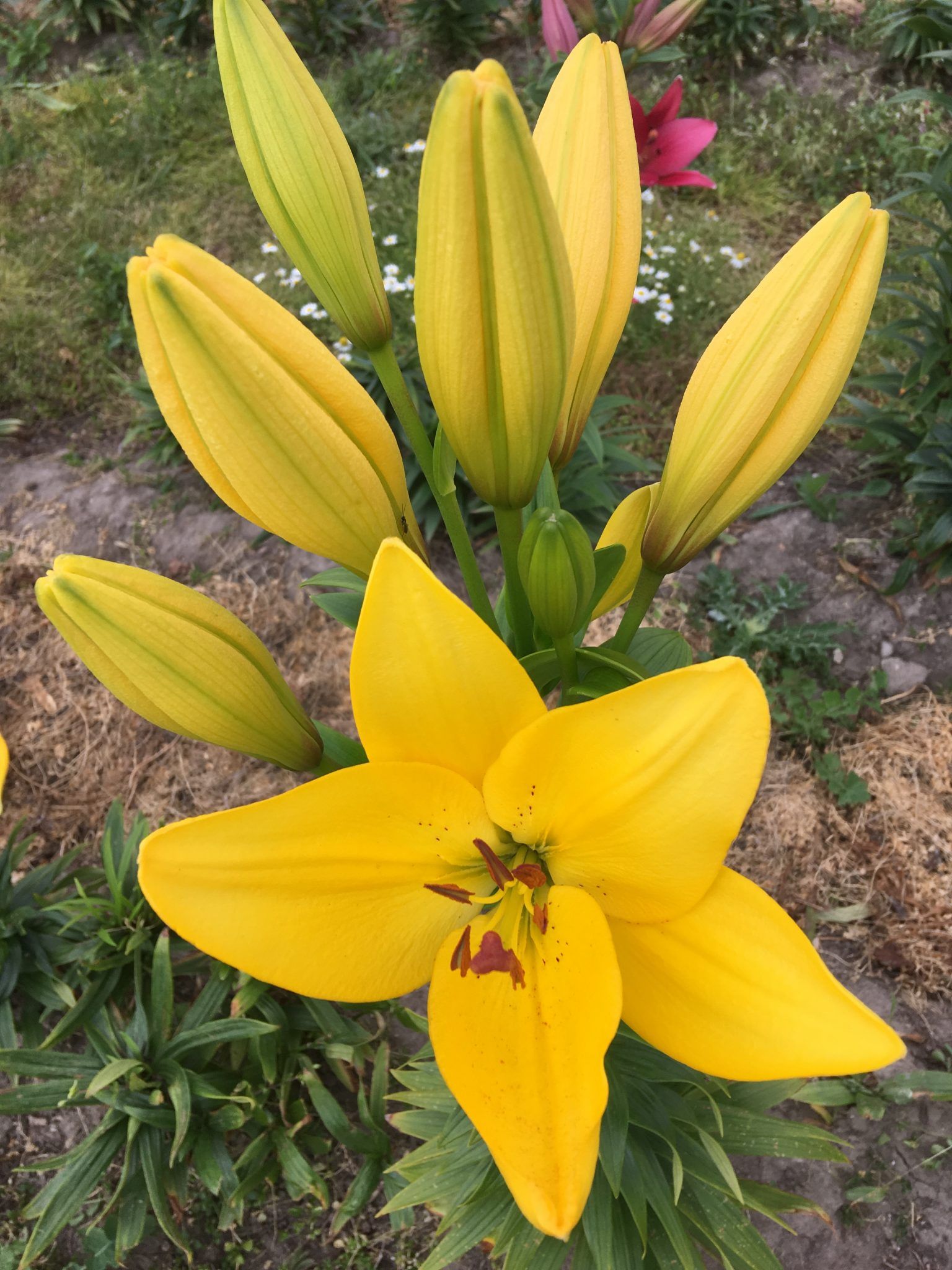 Et nærbillede af en gul blomst med en rød midte