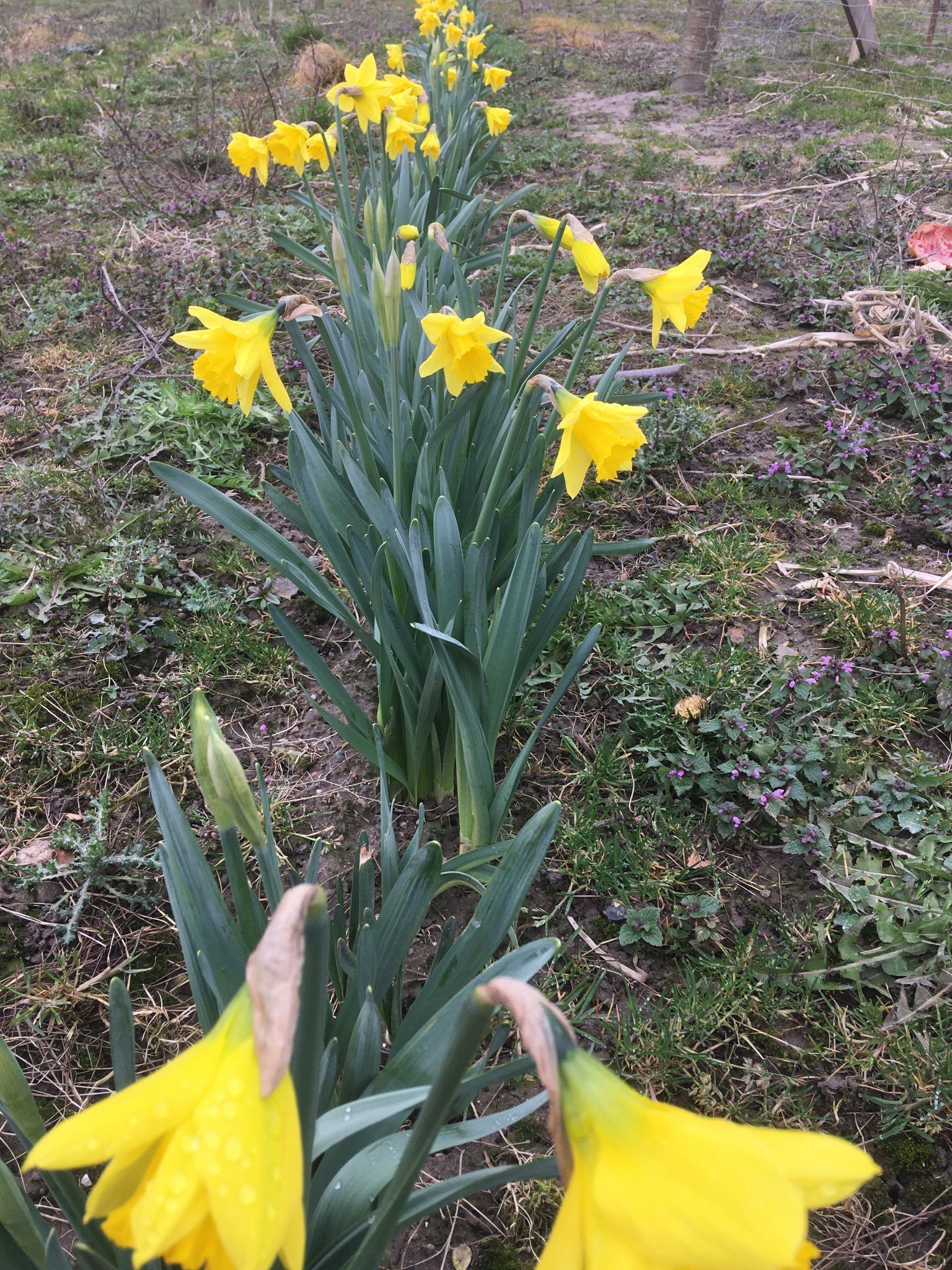 En flok gule blomster vokser i græsset.