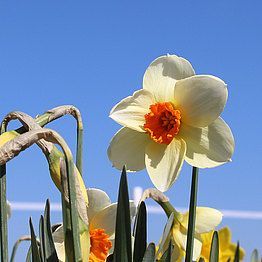 Et nærbillede af en hvid blomst med en orange midte mod en blå himmel.
