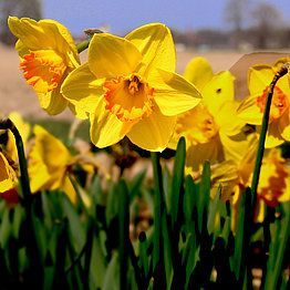 En flok gule blomster vokser i græsset.