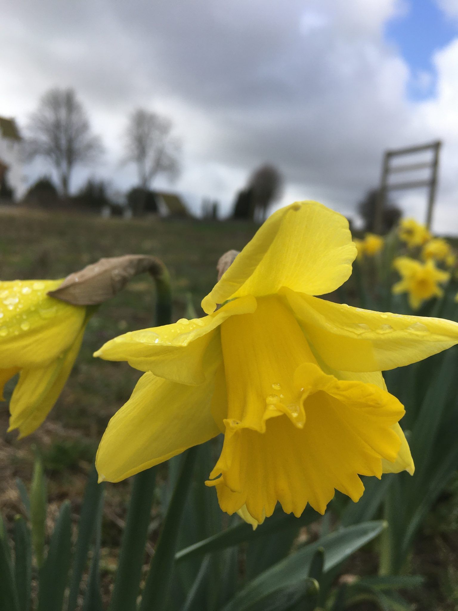 Et nærbillede af en gul blomst på en mark