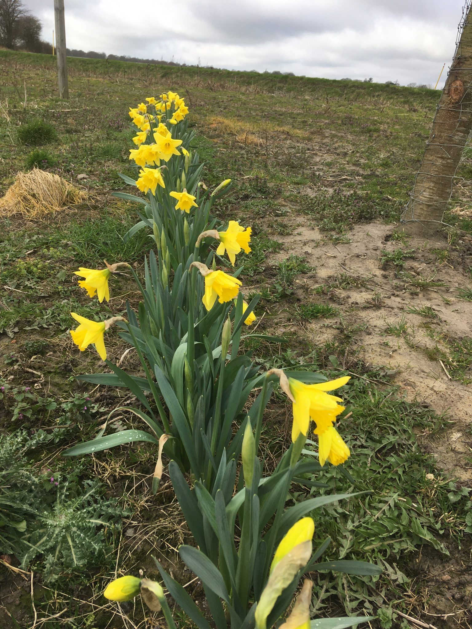 En række af gule blomster, der vokser på en mark.