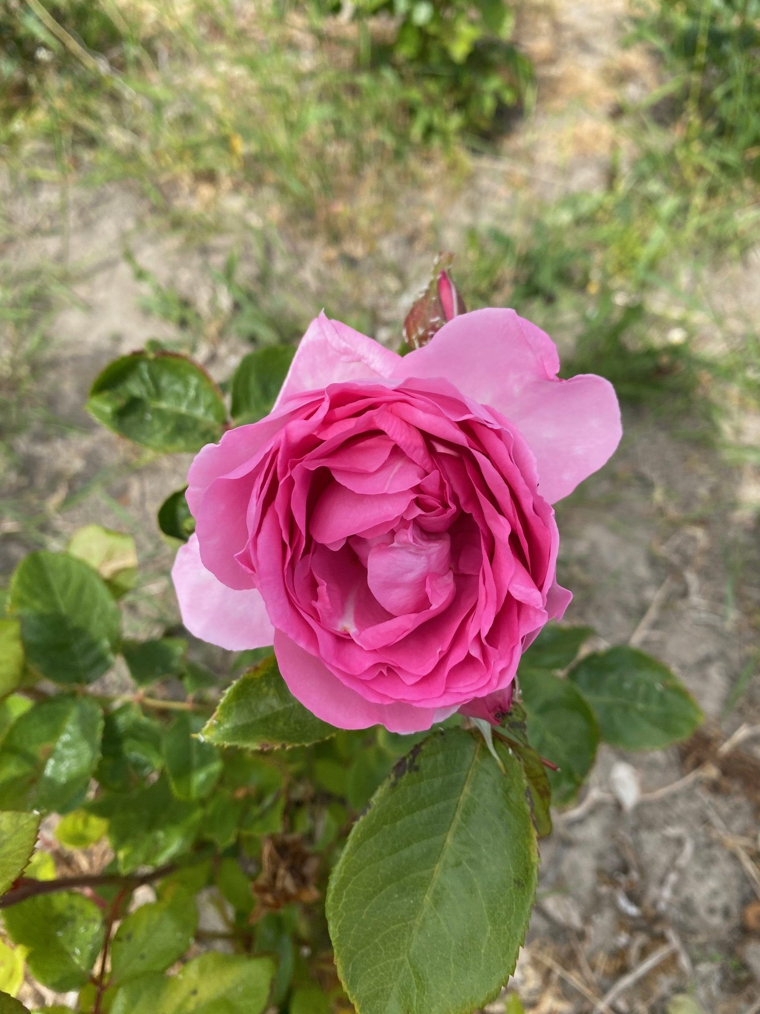 Et nærbillede af en lyserød rose med grønne blade på en busk.