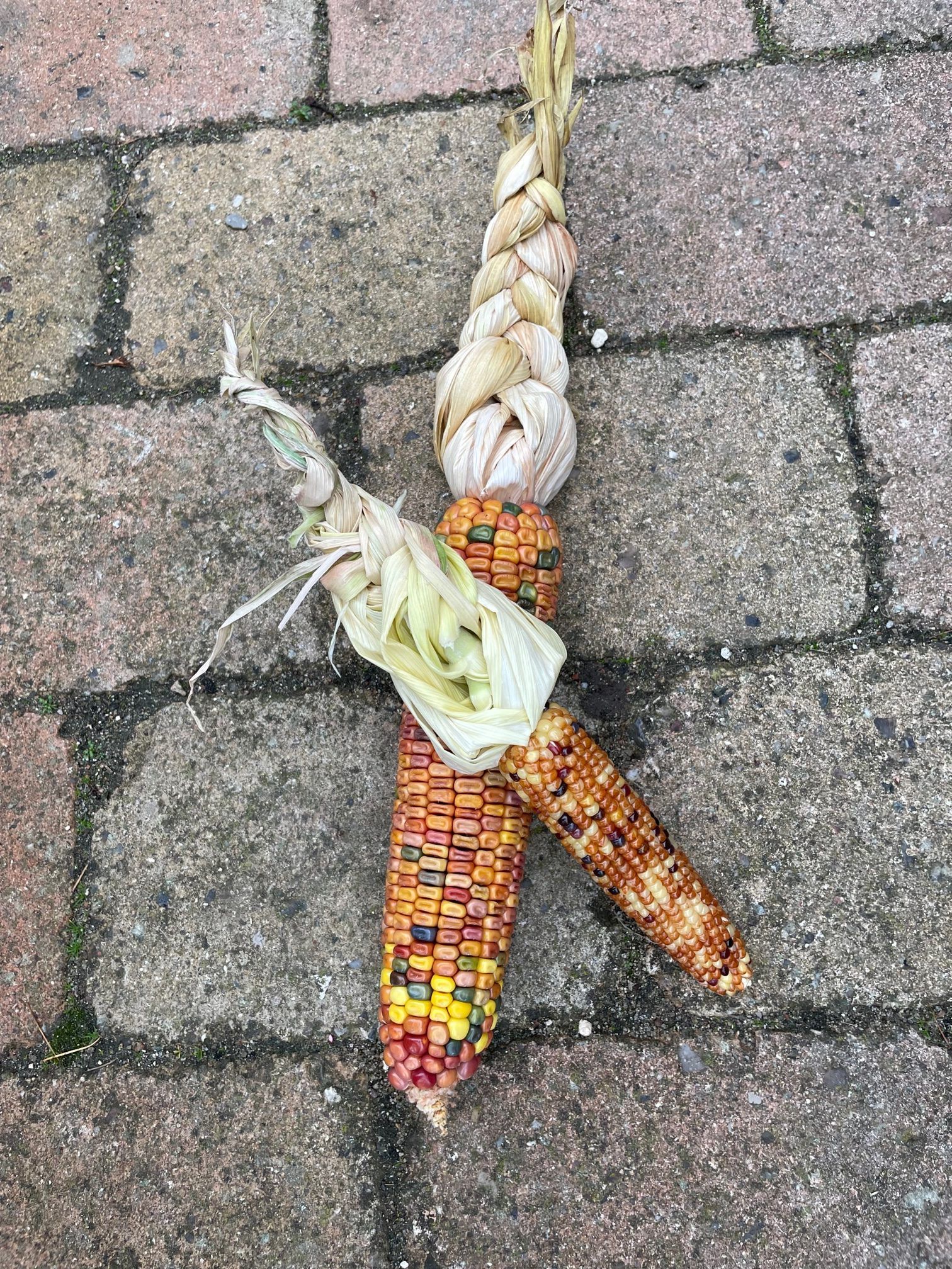 To majskolber sidder på et murstensfortov.