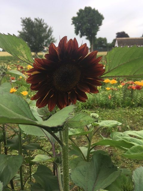 Et nærbillede af en solsikke i en mark med træer i baggrunden.