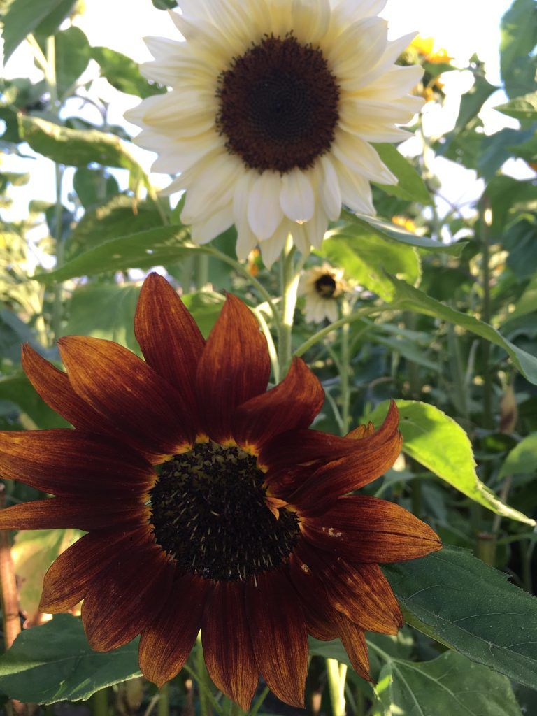 En hvid solsikke og en brun solsikke på en mark