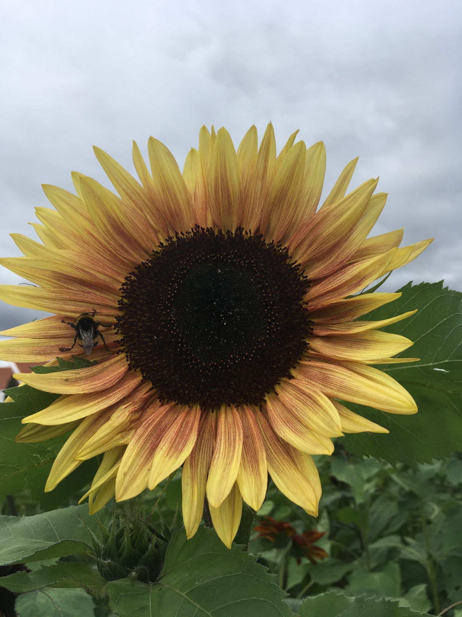Et nærbillede af en solsikke med en bi på