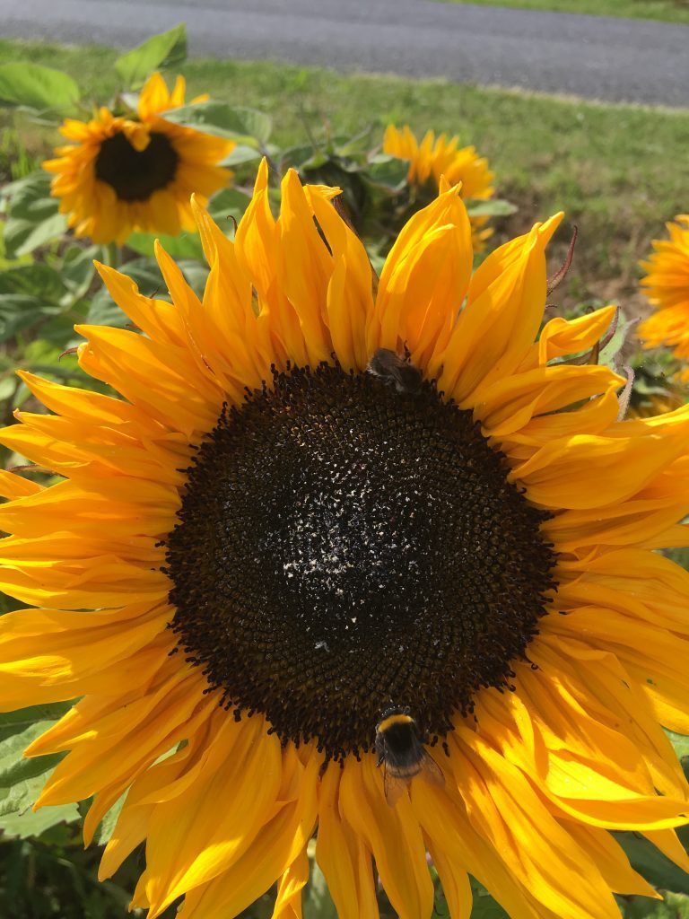 En flok lilla blomster vokser på en mark.