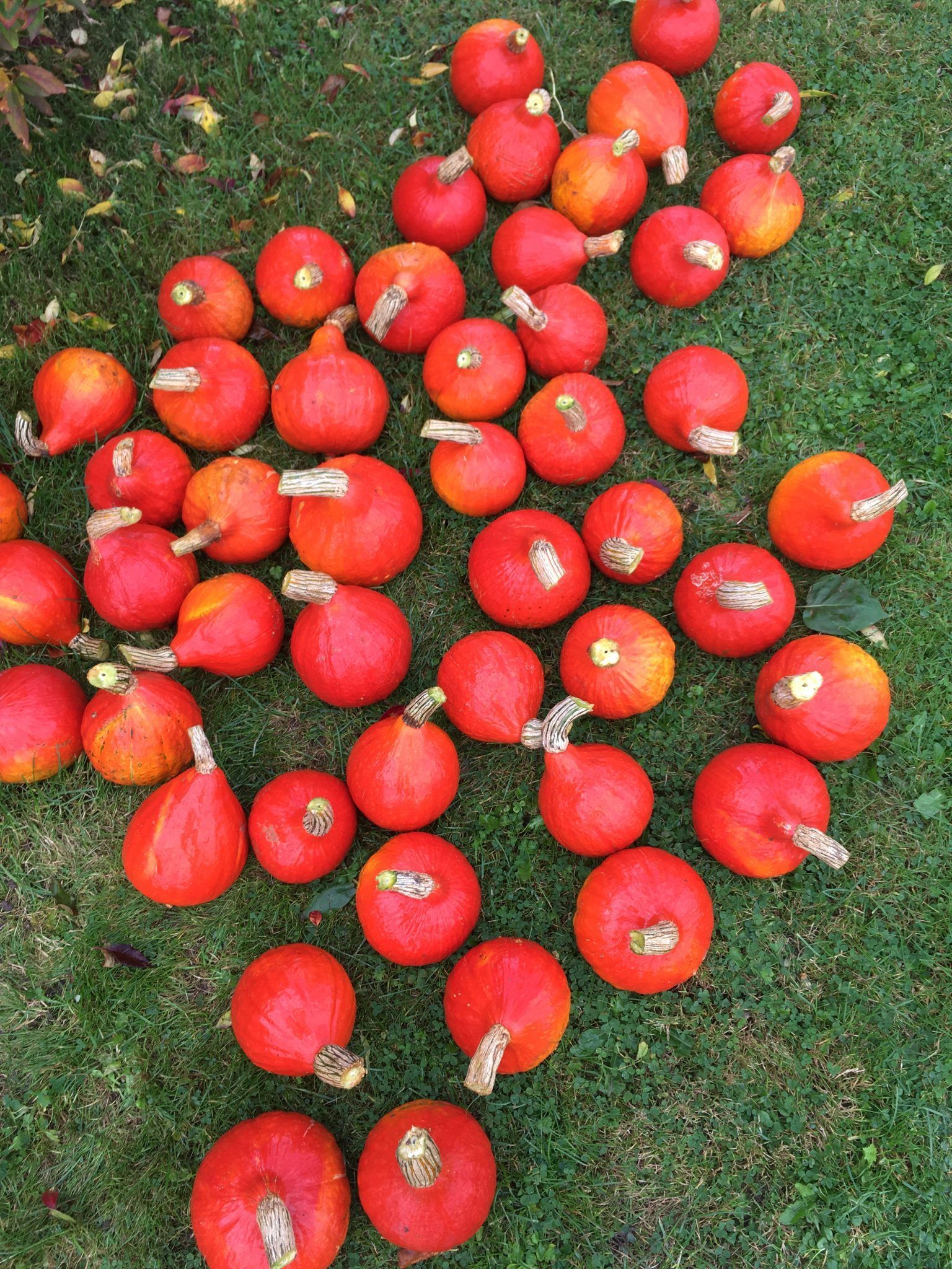 En flok røde græskar ligger på græsset
