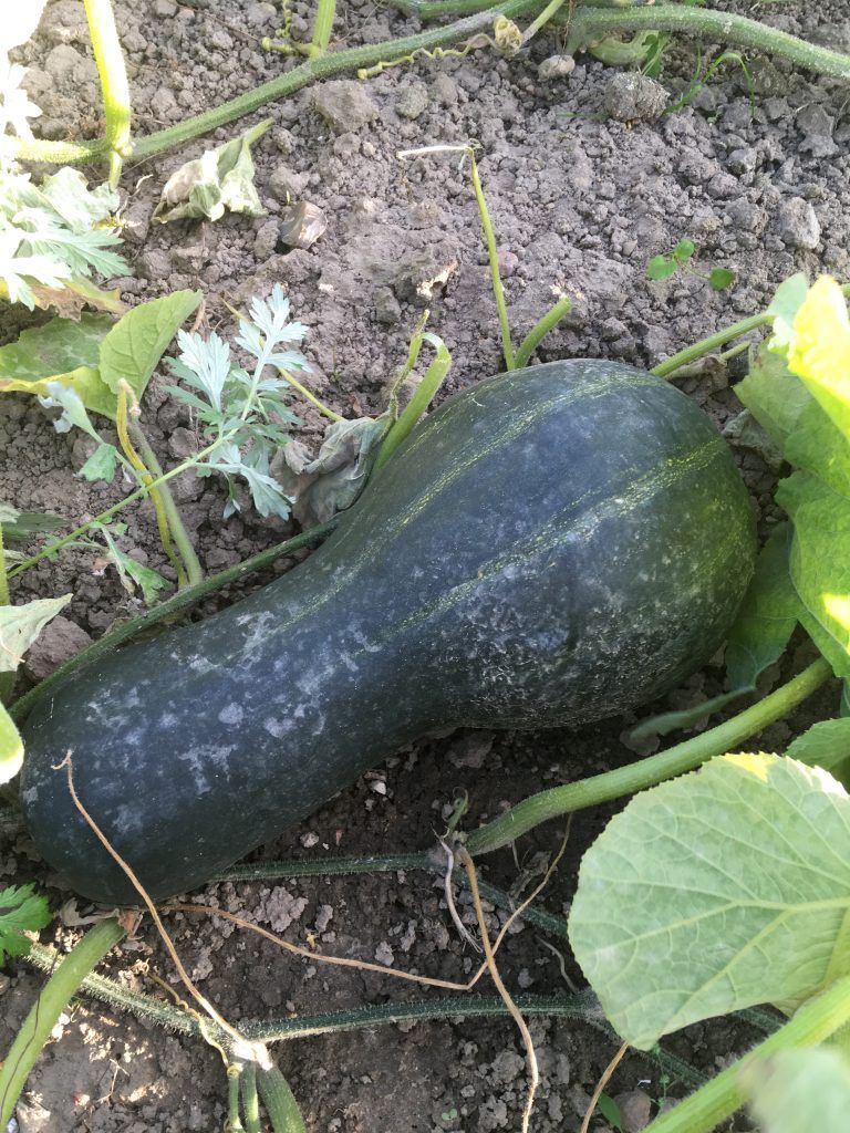 Et sort græskar vokser på en vinstok i en have.