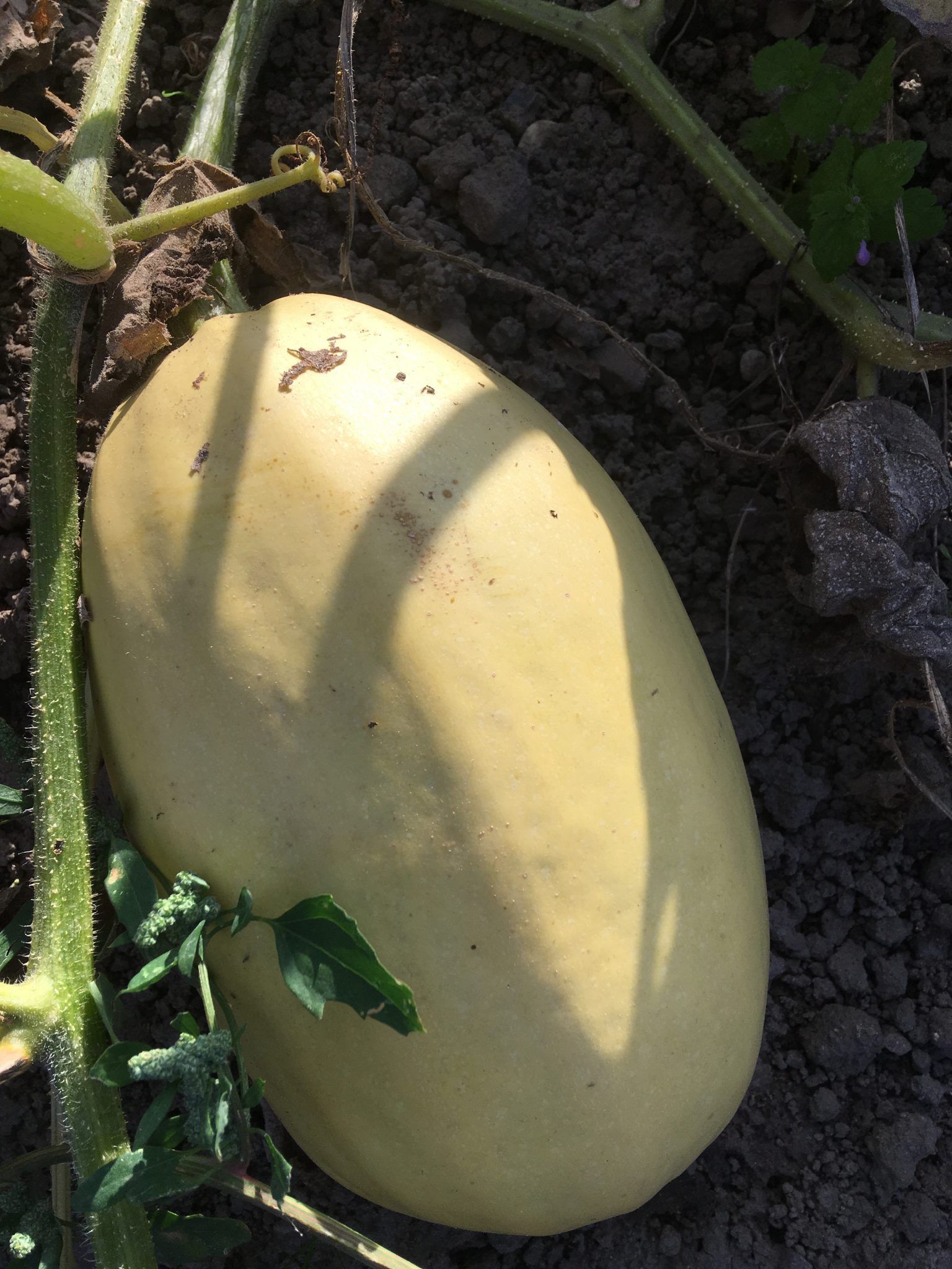 En stor gul squash vokser på en vin i jorden.